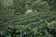 Reserve Tour Coffee Plantation